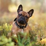 adorable french bulldog dog posing in an autumn forest